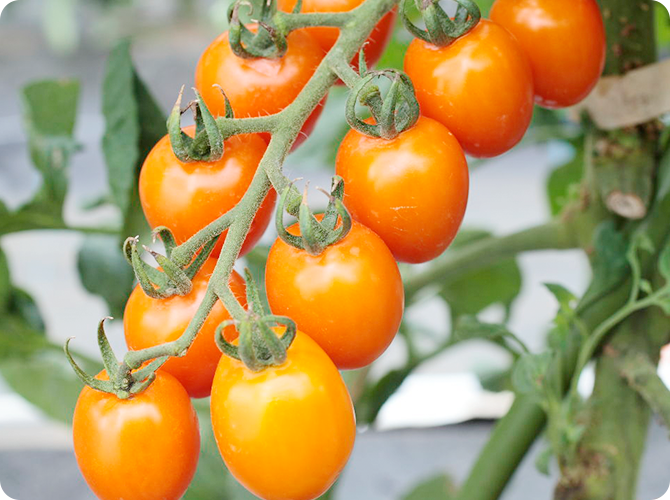 オレンジアイコ