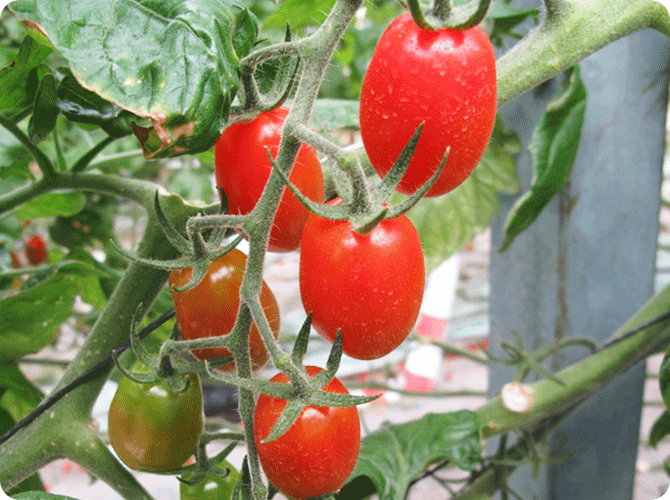 オレンジアイコ