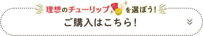 理想のチューリップを選ぼう！ご購入はこちら！