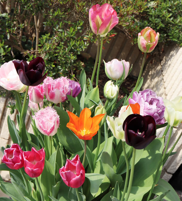 チューリップは咲く時期や草丈がまちまち！