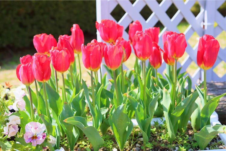 植え付けのひと手間で、プロ顔負けのチューリップを作ろう！