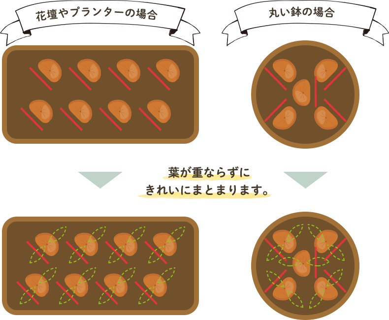 葉が重ならずにきれいにまとまります