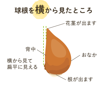 球根を横から見たところ