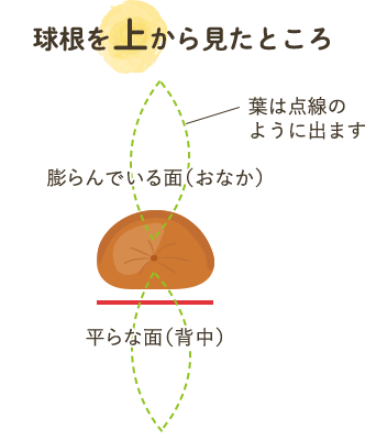 球根を上から見たところ