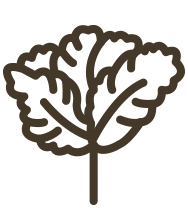 パーロット咲き