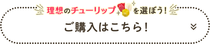 理想のチューリップを選ぼう！ご購入はこちら！