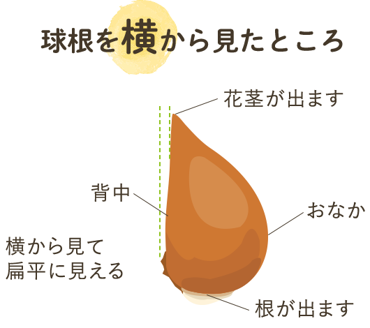 球根を横から見たところ