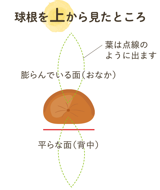 球根を上から見たところ