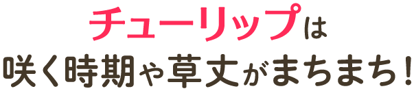 チューリップは咲く時期や草丈がまちまち！