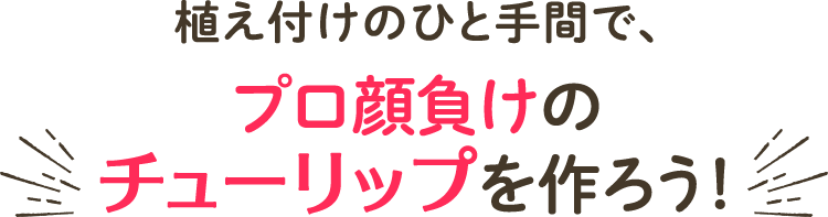 植え付けのひと手間で、プロ顔負けのチューリップを作ろう！