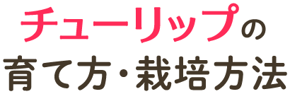 チューリップの育て方・栽培方法