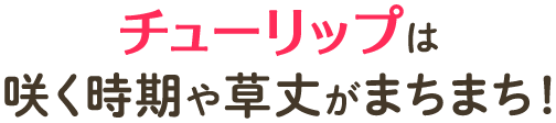 チューリップは咲く時期や草丈がまちまち！
