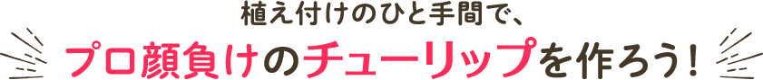 植え付けのひと手間で、プロ顔負けのチューリップを作ろう！