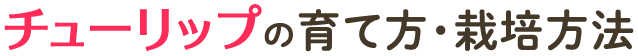 チューリップの育て方・栽培方法