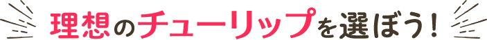 理想のチューリップを選ぼう！