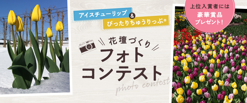 アイスチューリップ＆ぴったりちゅうりっぷ花壇づくりコンテスト