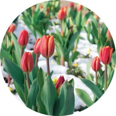 アイスチューリップ