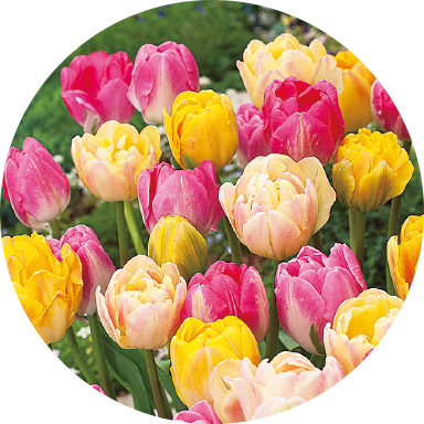 アーリースマイルチューリップ