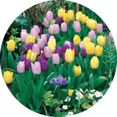 ぴったりちゅーりっぷ