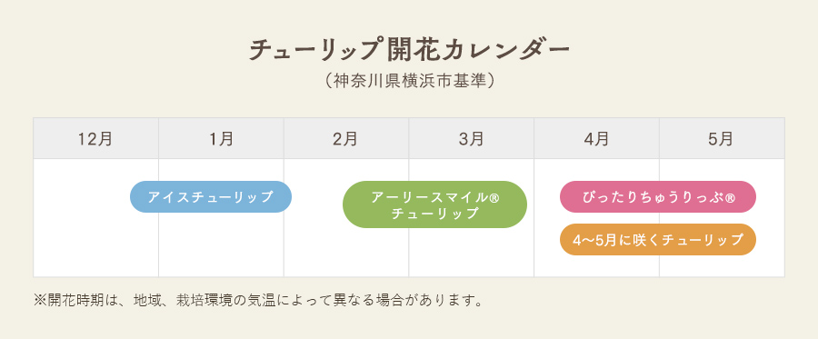 チューリップ開花カレンダー
