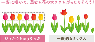 一斉に咲いて、草丈も花の大きさもピッタリそろう！