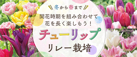 冬から春まで 開花時期を組み合わせて花を長く楽しもう！チューリップ リレー栽培