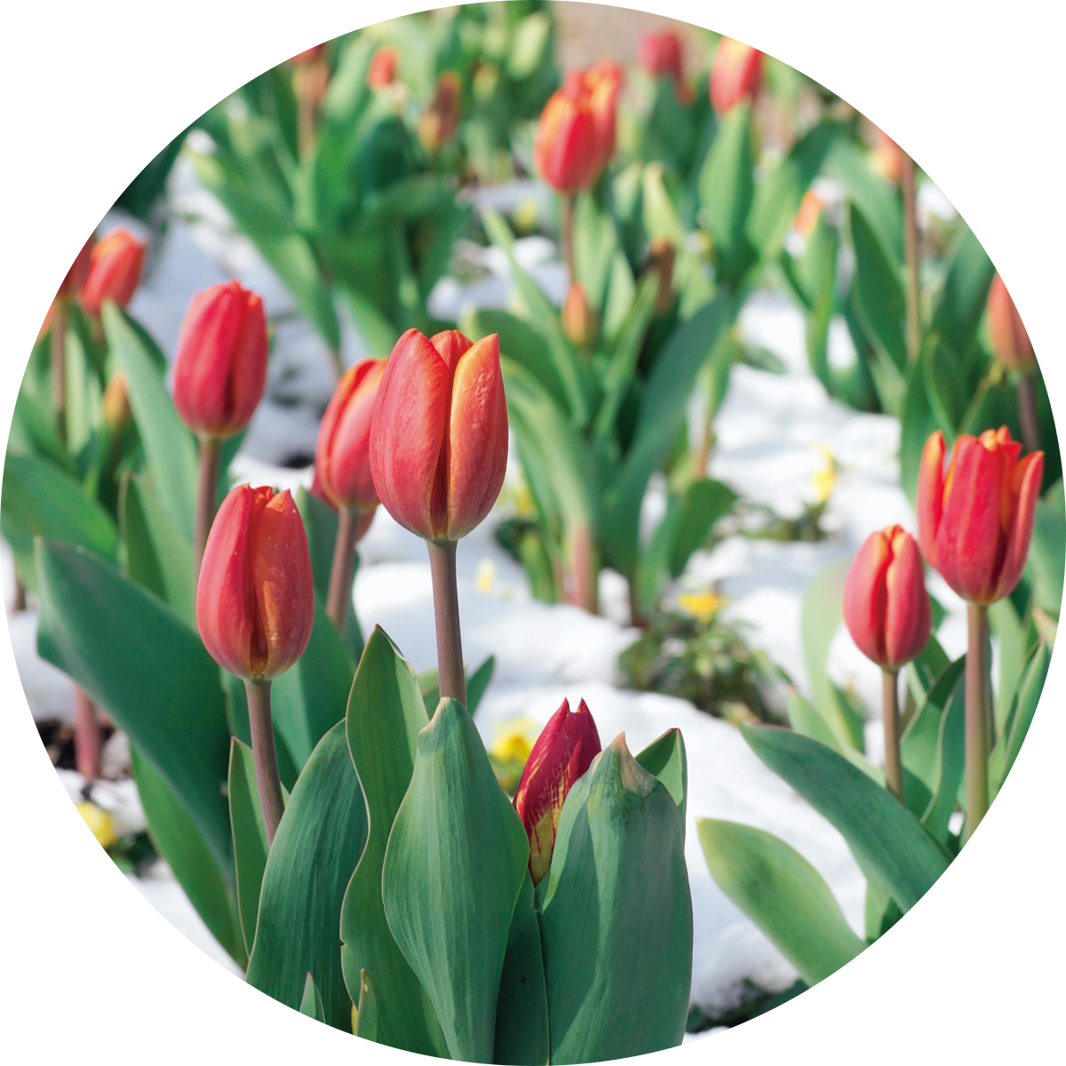 アイスチューリップ