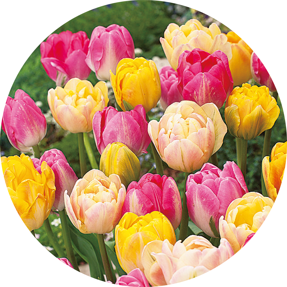 アーリースマイルチューリップ