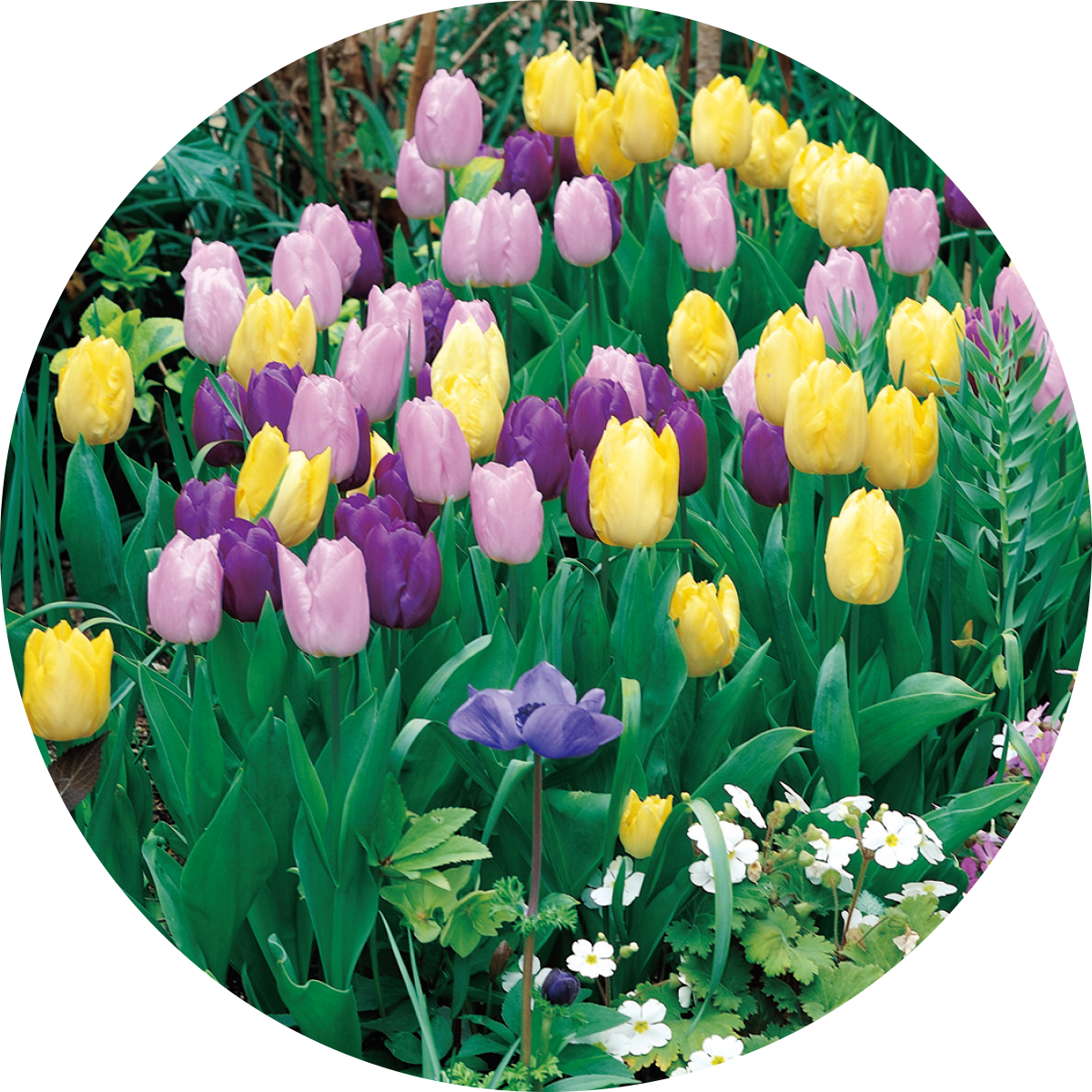 ぴったりちゅーりっぷ