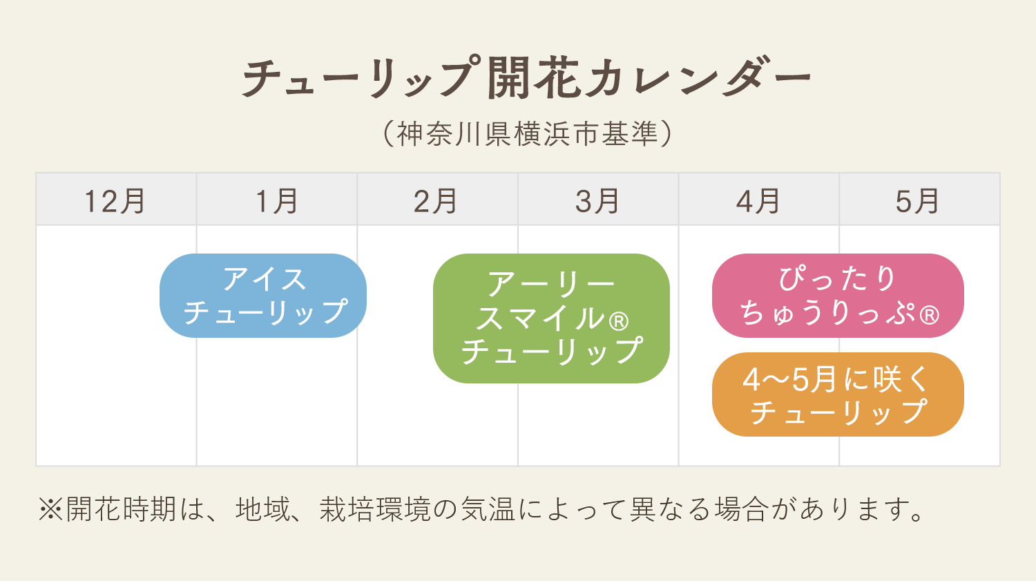 チューリップ開花カレンダー