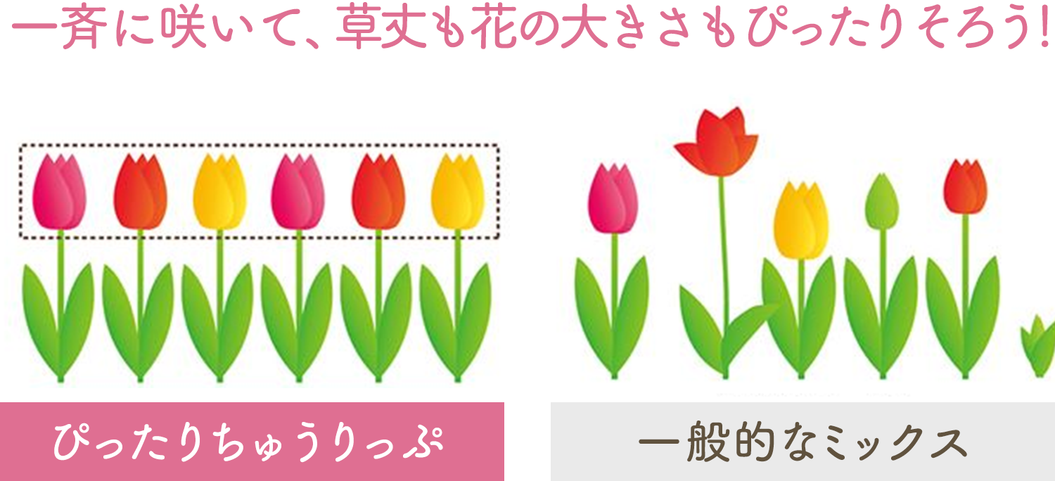 一斉に咲いて、草丈も花の大きさもピッタリそろう！