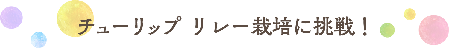 チューリップリレー栽培に挑戦！