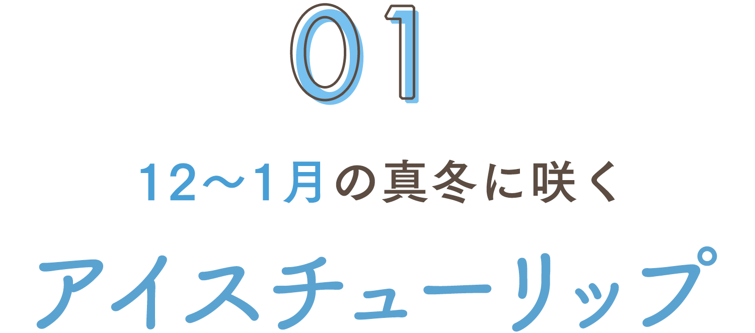 12～1月の真冬に咲く アイスチューリップ