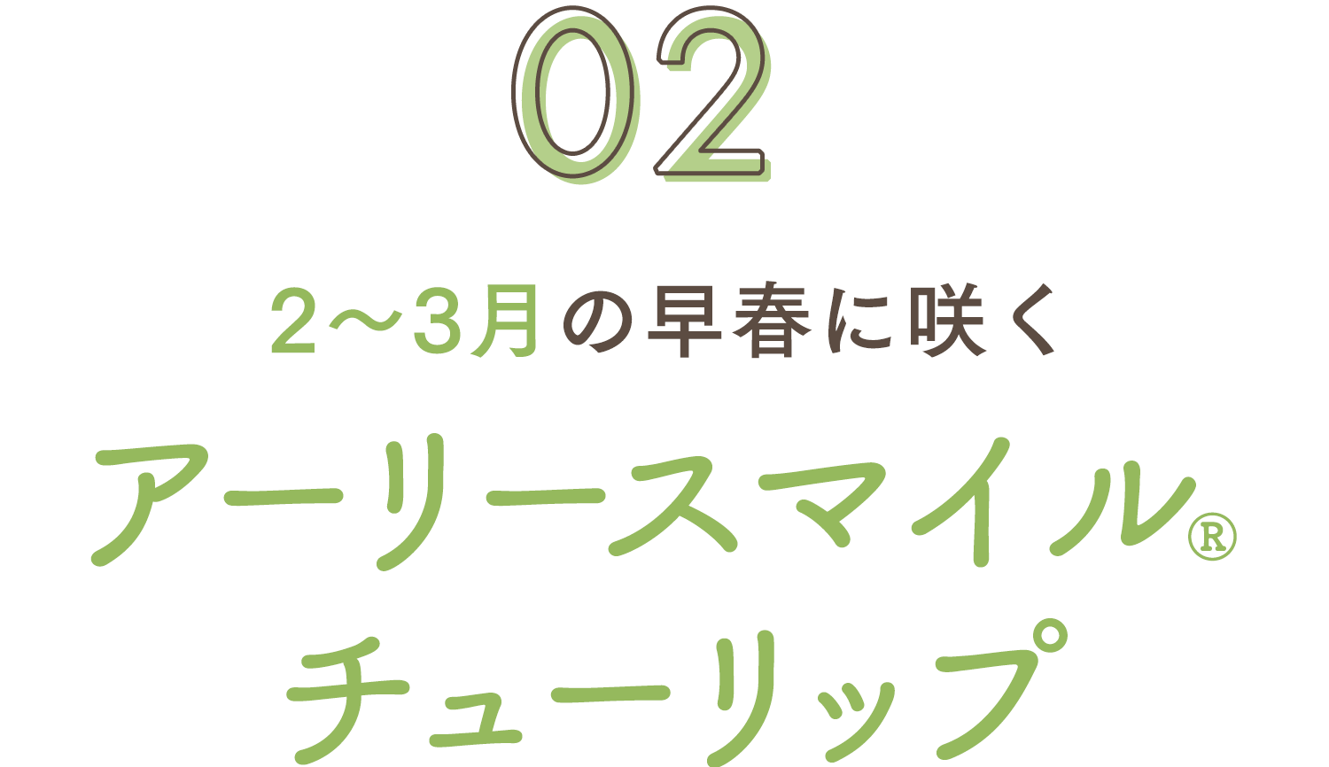 2～3月の早春に咲く アーリースマイルチューリップ