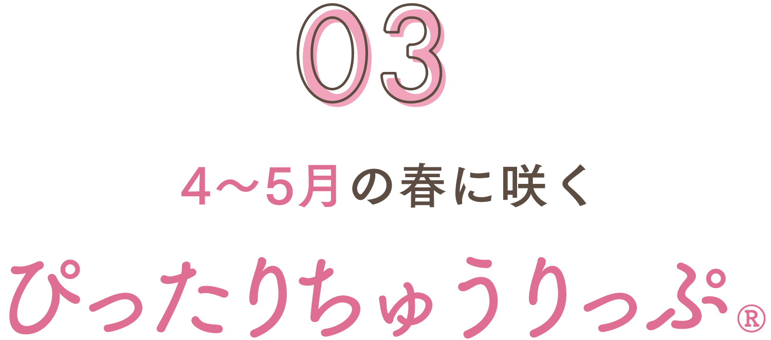 4～5月に咲く ぴったりちゅーりっぷ