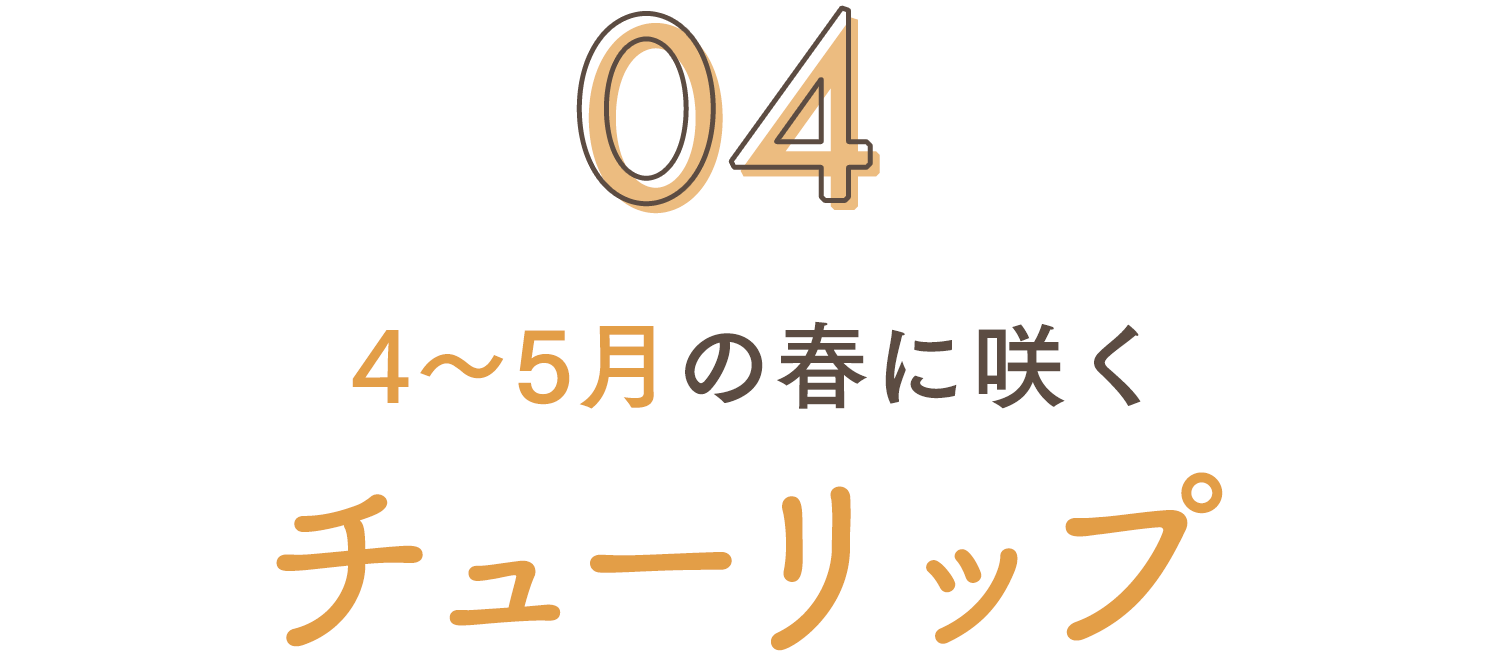 4～5月の春に咲く チューリップ