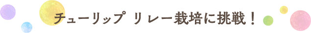 チューリップリレー栽培に挑戦！