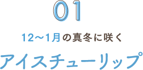 12～1月の真冬に咲く アイスチューリップ