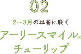2～3月の早春に咲く アーリースマイルチューリップ