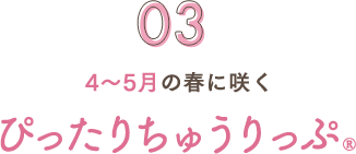 4～5月に咲く ぴったりちゅーりっぷ