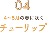 4～5月の春に咲く チューリップ