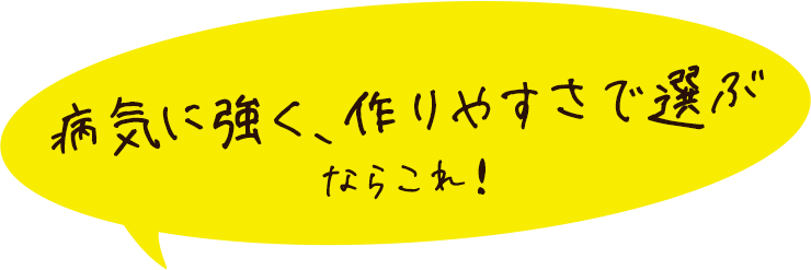 病気に強く、作りやすさで選ぶならこれ！