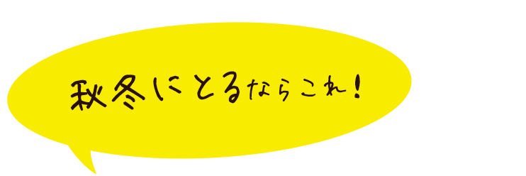 秋冬にとるならこれ！