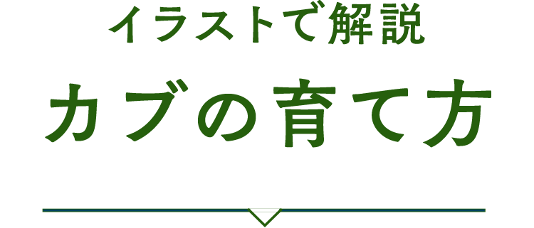 イラストで解説　カブの育て方