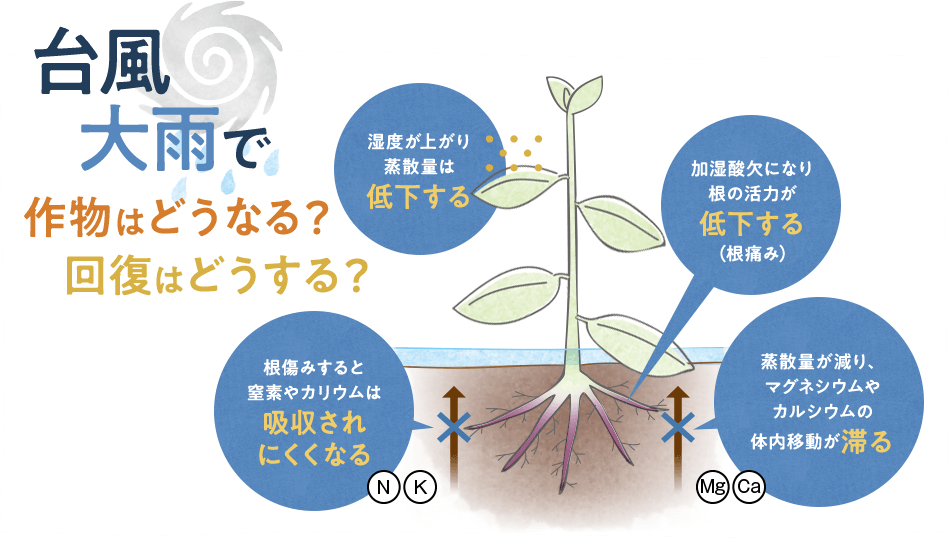 台風・大雨で作物はどうなる?回復はどうする? 湿度が上がり蒸散量は低下する。加湿酸欠になり根の活力が低下する(根痛み)。根傷みすると窒素やカリウムは吸収されにくくなる(N、K)。蒸散量が減り、マグネシウムやカルシウムの体内移動が滞る(Mg、Ca)。