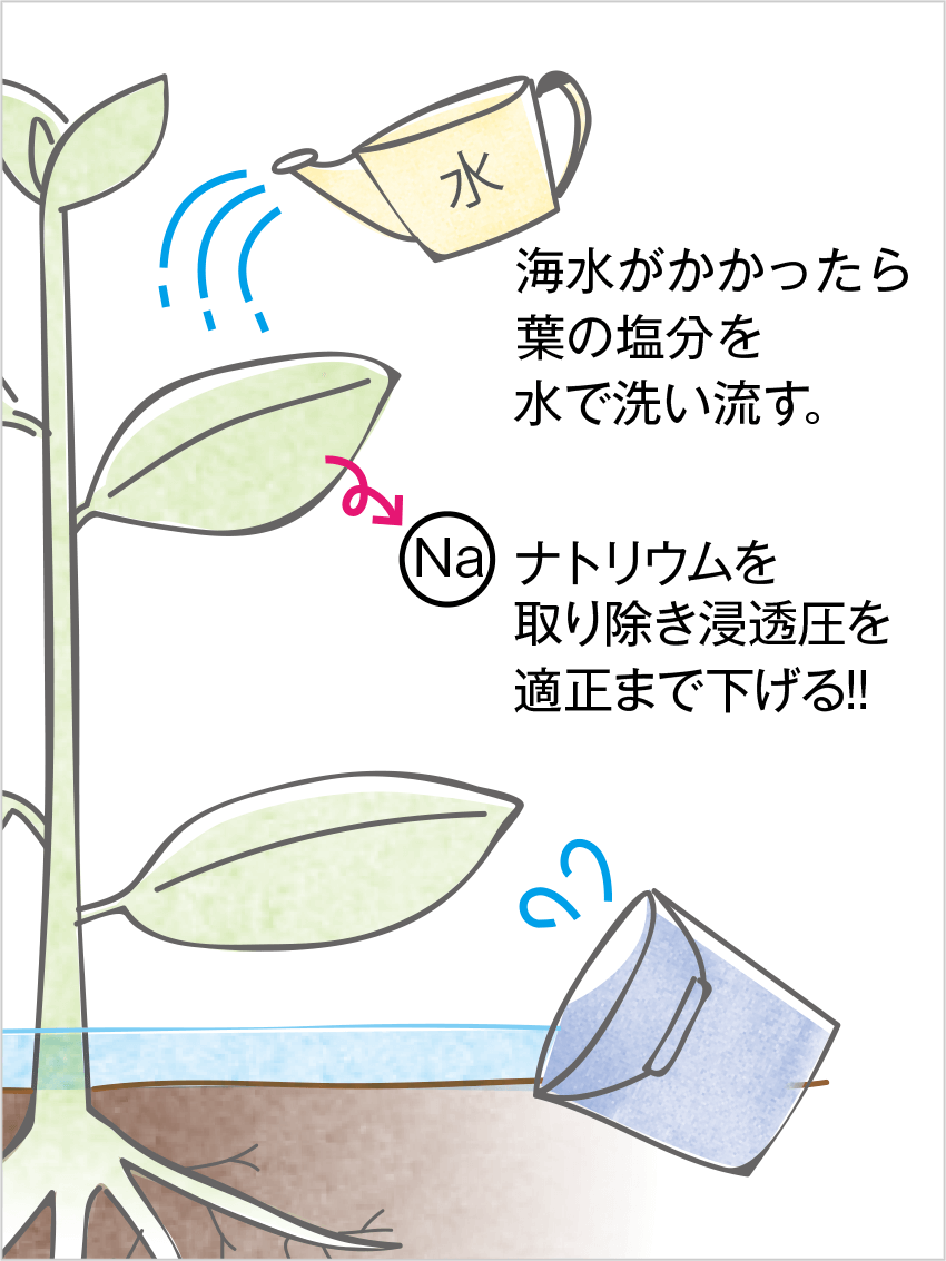 海水がかかったら葉の塩分を水で洗い流す。ナトリウムを取り除き浸透圧を適正まで下げる!!