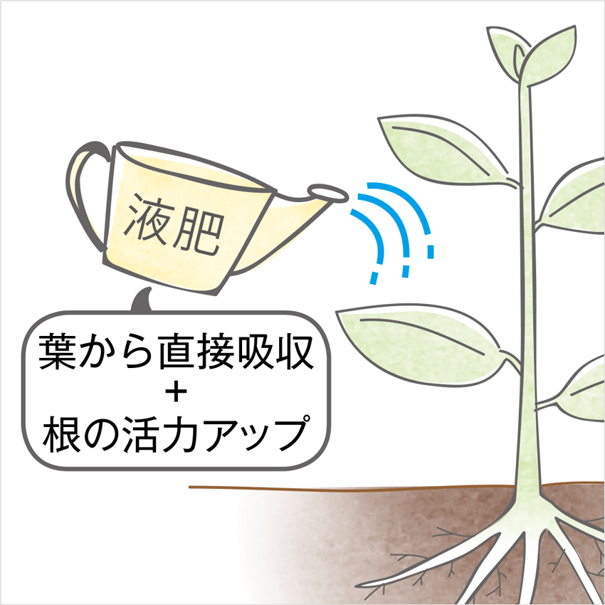 液肥 葉から直接吸収+根の活力アップ