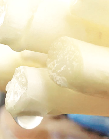 採れたては食感、甘さが違う!