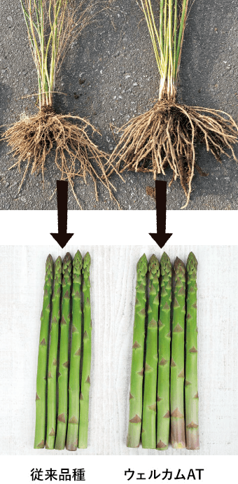 左:従来品種 右:ウェルカムAT