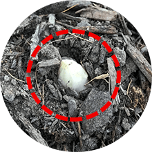 1cm以下の白い芽が出たアスパラガス